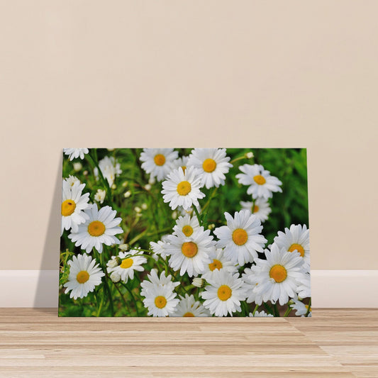 Cluster of blooming white daisies with yellow centers in green meadow, sunlit summer scene