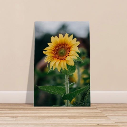 Single blooming sunflower with golden petals and green leaves against a blurred natural background